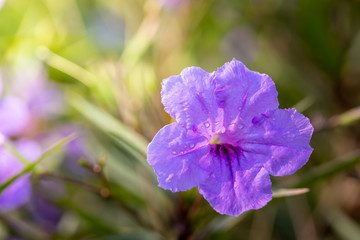 Obraz premium The background image of the colorful flowers