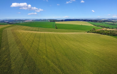 Visão aérea feita com drone da plantação de milho verde. O Brasil é um grande produtor de grãos. Milho safrinha em fase de crescimento