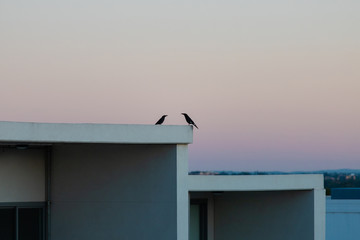Two black birds on top of building.