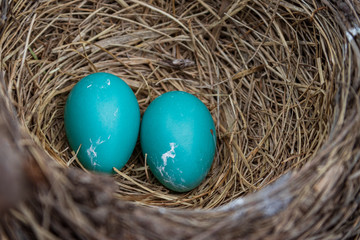 Two Blue Eggs In Nest