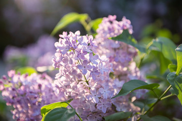 Lilac flowers. Close-up, nature beauty