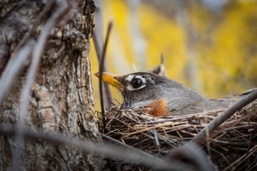 Bird Nesting