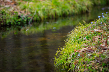 Obraz premium 水辺の草 清流 イメージ