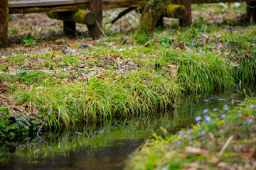 森の中の遊歩道　ハイキング　イメージ