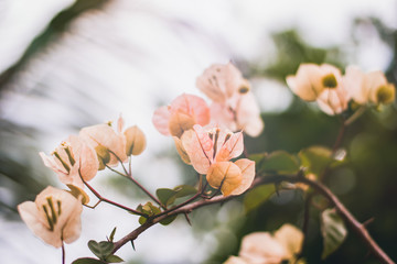 white and pink flowers background