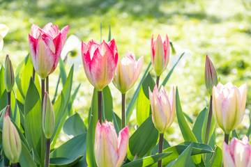 beautiful pink tulips blooming in the park under the sun