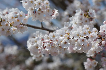 青空の下、満開を迎えた桜