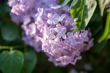 Lilac flowers. Close-up, nature beauty