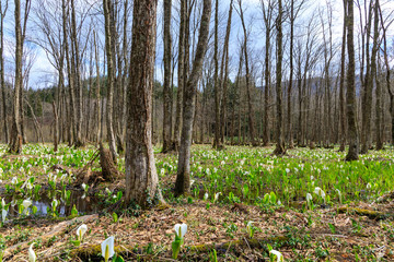 春の花　日本の風景　湿原　秋田県仙北市
