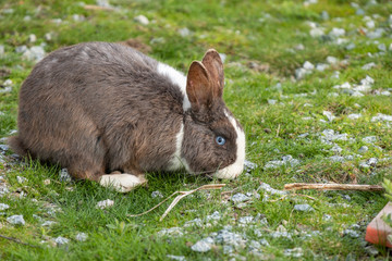 close up of a blue eyed cute chubby grey rabbit sitting on the grass ground eating.