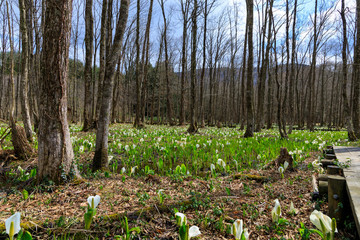 春の花　日本の風景　湿原　秋田県仙北市