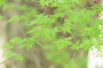 青紅葉ともみじの花