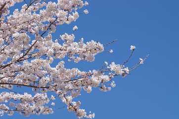青空の下、満開を迎えた桜