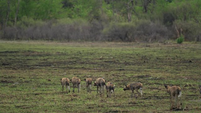 Wild dog, pack walking in the forest, Okavango detla, Botseana in Africa. Dangerous spotted animal with big ears. Hunting painted dog on African safari. Hunting with catch.