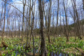 春の花　日本の風景　湿原　秋田県仙北市
