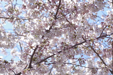 青空の下、満開を迎えた桜
