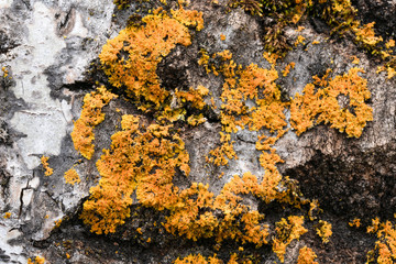 Orange Lichen on an Oak Tree Trunk