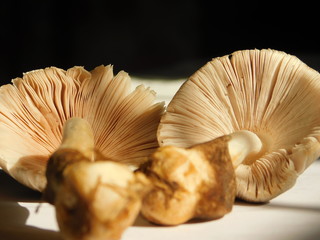 mushrooms on black background
