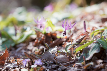 カタクリの花の群生