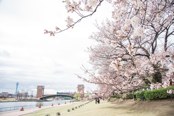 桜が咲き始めた環水公園 © kazuyami77