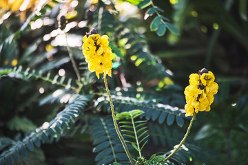 Yellow Mimosa Flower Branch in Sunlight, Spring Botanical Background