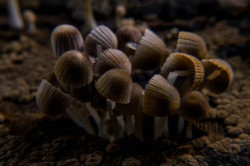 close up of a mushroom