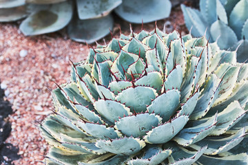Succulent Rosette Close-Up, Echeveria Plant Texture
