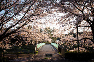 満開の桜並木と橋