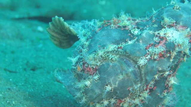 frogfish scenery tropical waters walking on sand rare underwater ocean