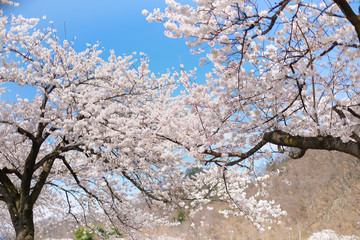 Traveling in Japan during the cherry blossom season