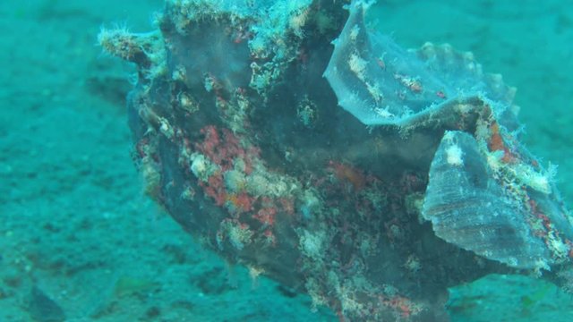 frogfish scenery tropical waters walking on sand rare underwater ocean
