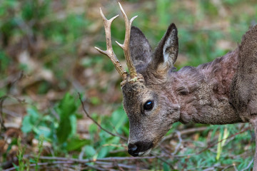 The roe deer on the forest edge