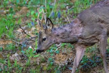 The roe deer on the forest edge