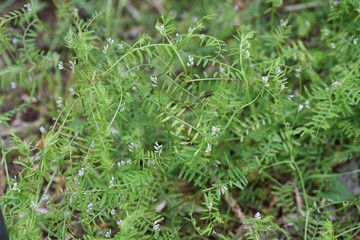 Vicia hirsuta (Hairy tare) / Fabaceae biennial grass