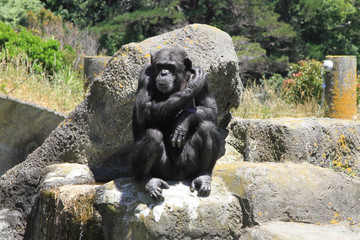 Fototapeta na wymiar chimpanzee