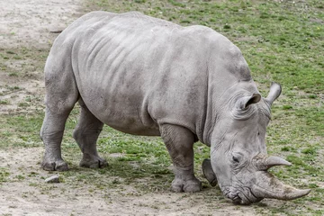 Foto op Plexiglas rhinoceros © Design Photography