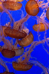 Close-ups of jellyfish © Tom Nast