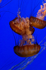 Close-ups of jellyfish