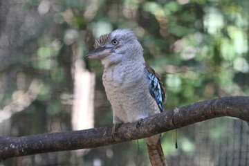 kookaburra