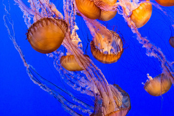 Close-ups of jellyfish © Tom Nast