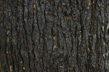 Black pattern of outer bark of trunk