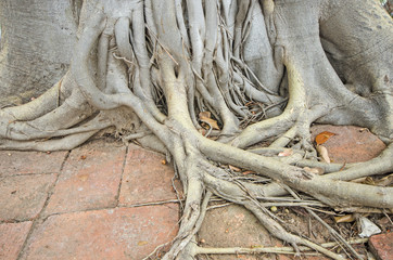 Wonderful pattern of Bodhi tree on brick floor