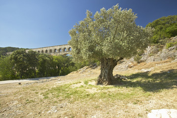 Tree in front of the Pond du Gard, Nimes, France