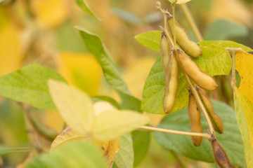 Close up of soybean in garden