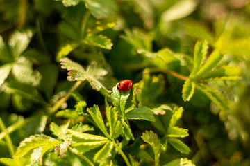 nature insecte vert vegetation rouge
