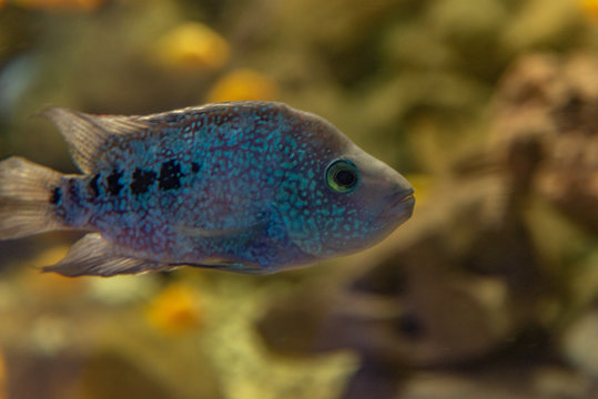Herichthys carpintis (Green Texas cichlid) freshwater aquarium fish