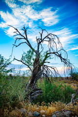 dead tree in the desert