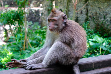 Obraz premium Monkey sitting on wodden railing in monkey forest of Ubud, Bali Island, Februray 2020