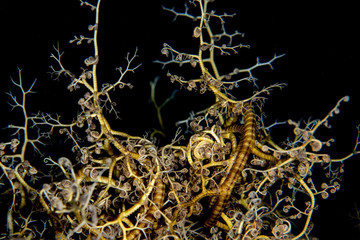 brittle starfish at night