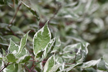 シラタマミズキ